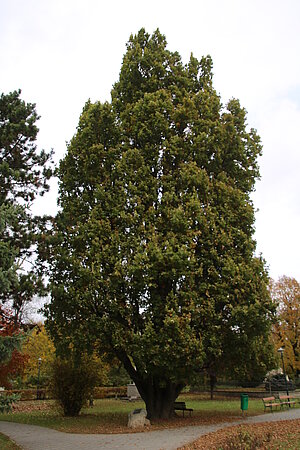 Kaisereiche in Ladendorf