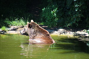 Arbesbach, Bärenpark