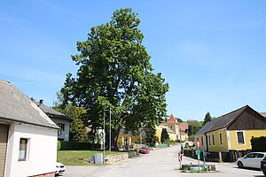 Kollmitzdörfl, Naturdenkmal Linde