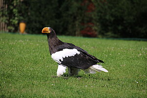 Schloss Waldreichs, NÖ Falknerei- und Greifvogelzentrum