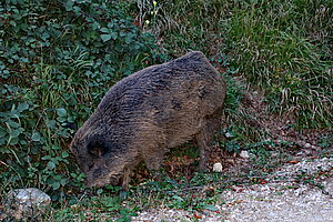 Sparbach, Tierpark, 1812 angelegt, rezentes Wildschwein