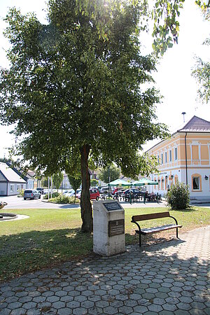 Angern an der March, Schubertlinde am Marktplatz