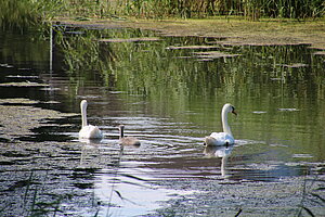 Markthof, Idylle am Stempfelbach