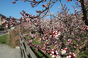 Marillenblüte bei Schwallenbach