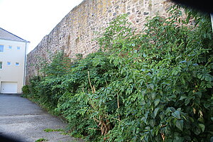 Waidhofen an der Thaya, Stadtmauer