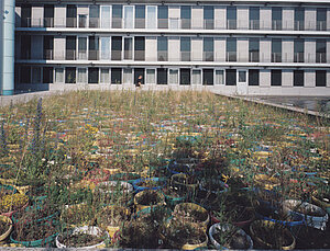 Projekt für das NÖ Landesmuseum St. Pölten