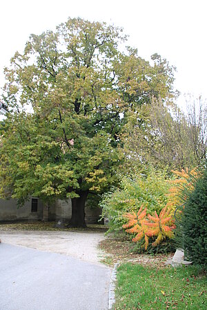 Ulrichskirchen, Schubertlinde, 1928 gepflanzt