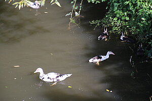 Eggendorf, Wiener Neustädter Kanal