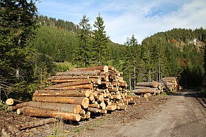 Neuwald, noch heute werden die reichen Waldbestände genützt